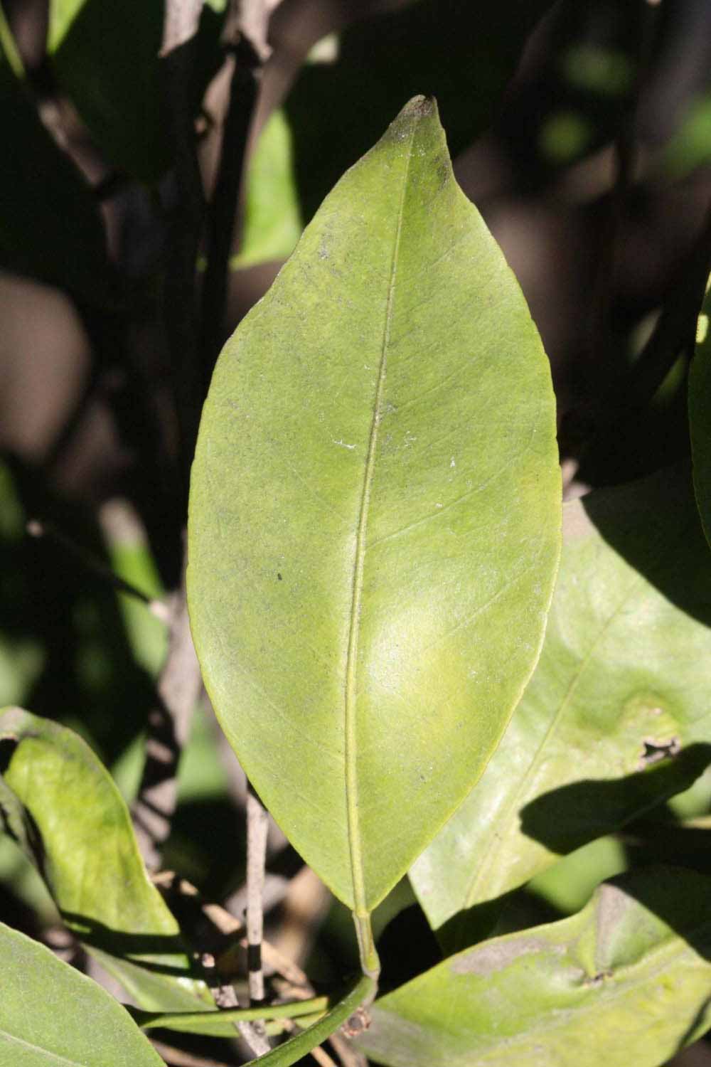              Unifoliolate leaf (Dancy Frost Nucellar, Riverside, CA)       